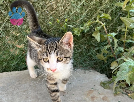Cana Yakın Yavru Tekir