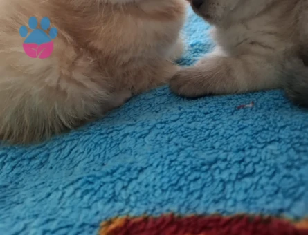 British Shorthair Yuva Arıyor