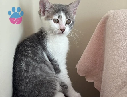 Domestic shorthair Dişi Kedi Yavrumuzu sahiplendirmek istiyorum