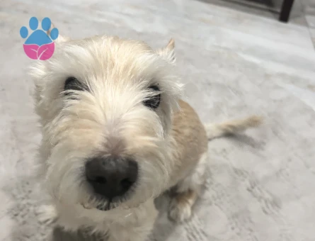 Erkek Köpeğim Çiftleşmek İstiyor