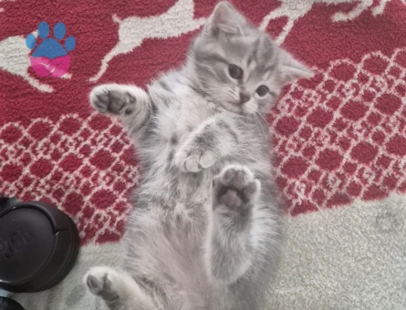 British kedi 2 Aylık Yuva Arıyor