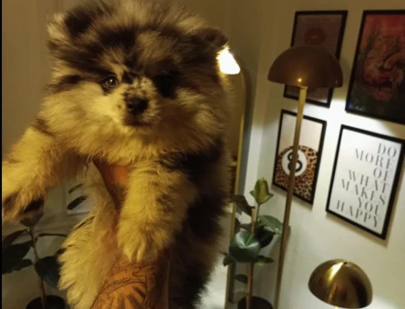 Pomerian Blue Merle TR TEK