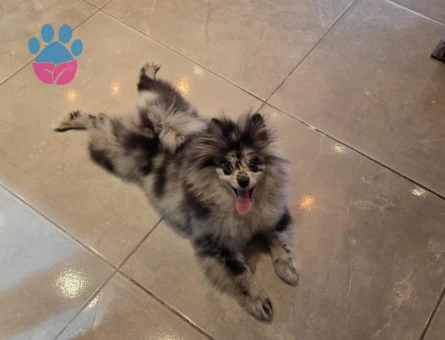 Pomerian Blue Merle TR TEK