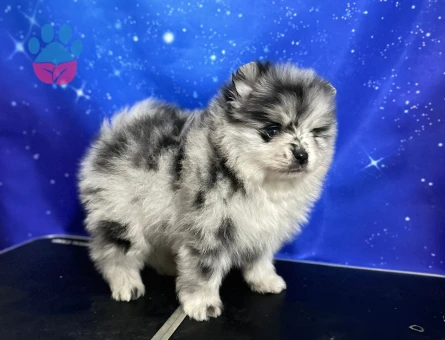 Pomerian Blue Merle TR TEK
