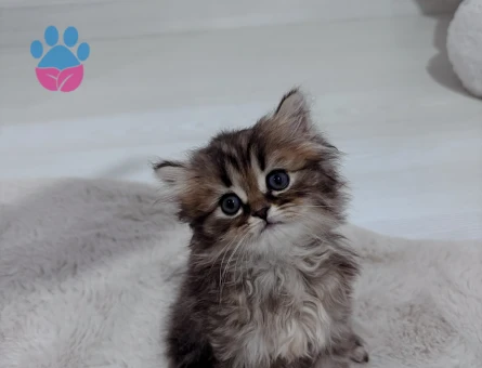 British long ve short hair