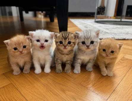 British Shorthair Dişi Yuva Arıyor - 4784