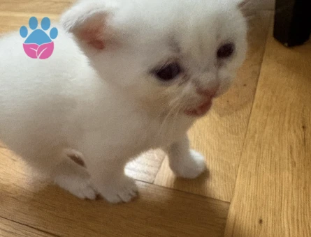 British Shorthair Dişi Yuva Arıyor