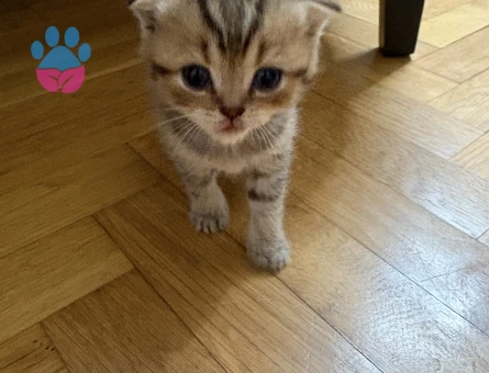 British Shorthair Dişi Yuva Arıyor