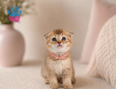 Scottish Fold Golden Ny11 Dişi Yavrumuz - 4786