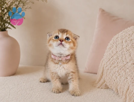 Scottish Fold Golden Ny11 Dişi Yavrumuz