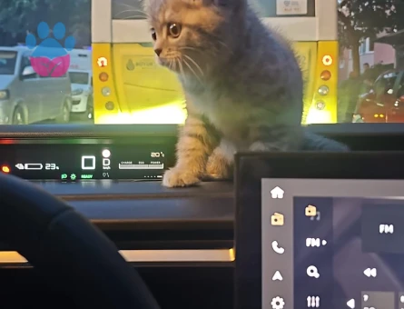 3 Aylık British Shorthair Yuva Arıyor