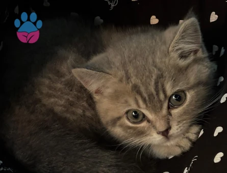 3 Aylık British Shorthair Yuva Arıyor