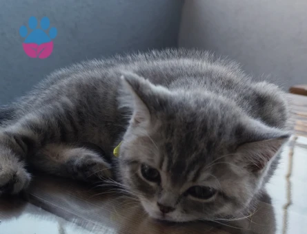 3 Aylık British Shorthair Yuva Arıyor