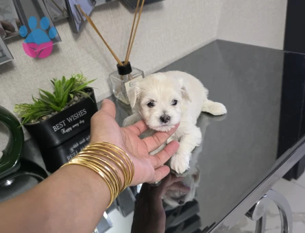 0 numara Maltese minnaklarım