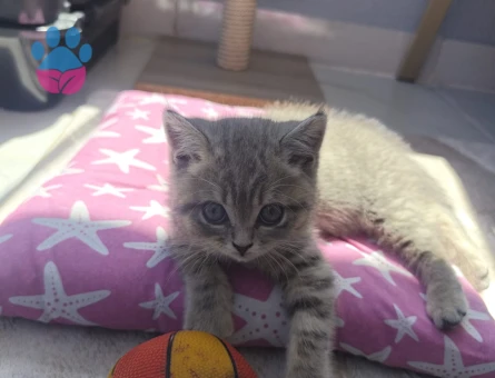 3 Aylık British Shorthair Yuva Arıyor