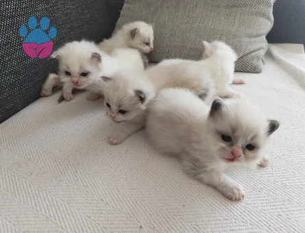RAGDOLL SAFKAN TESLİME HAZIR