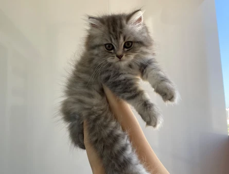 2 aylık british kedilerimiz - 5829
