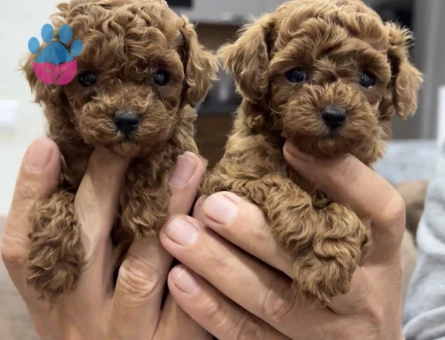 Orjinal Mini Irk Toy Poodle  Yavrular - 5832