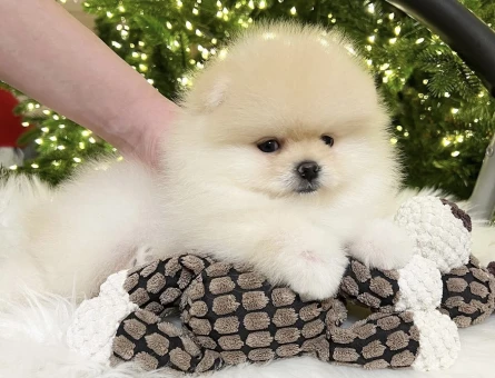 Boo Pomeranian Ayıcık Surat Bol Tüylü Bebekler - 5833
