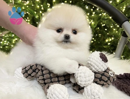 Boo Pomeranian Ayıcık Surat Bol Tüylü Bebekler