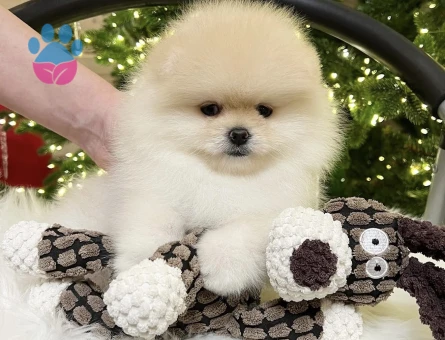 Boo Pomeranian Ayıcık Surat Bol Tüylü Bebekler