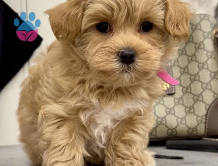 Maltipoo Irkının En Güzel Bebekleri