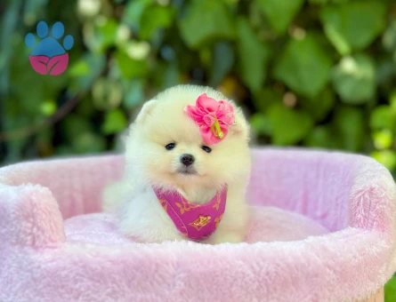 Ayıcık Surat Sevimli Pomeranian Yavrular - 5836