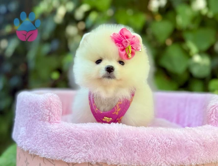 Ayıcık Surat Sevimli Pomeranian Yavrular