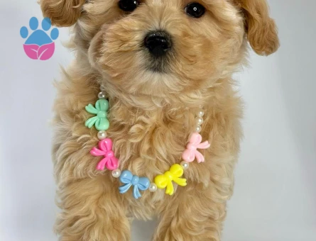 Tüy Dökmez Koku Yok İnsan Dostu Maltipoo - 5838