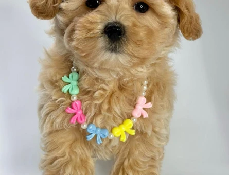 Tüy Dökmez Koku Yok İnsan Dostu Maltipoo - 5838