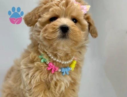 Tüy Dökmez Koku Yok İnsan Dostu Maltipoo