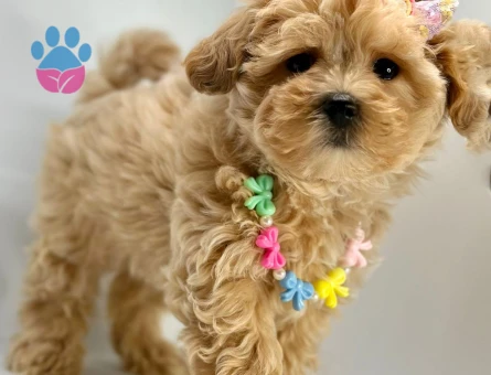 Tüy Dökmez Koku Yok İnsan Dostu Maltipoo