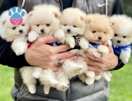 Boo Pomeranian Teddy Bear Yavrularımız Ayı Surat - 5839