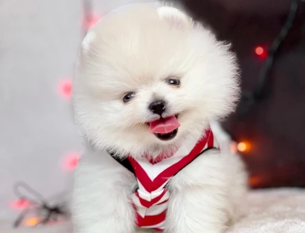 Ayıcık Surat Pomeranian Boo En Mini Boy Yavrularımız - 5840