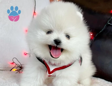 Ayıcık Surat Pomeranian Boo En Mini Boy Yavrularımız