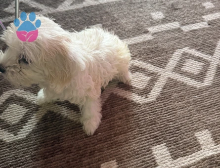 Maltipoo Evcil köpeğimi satıyorum