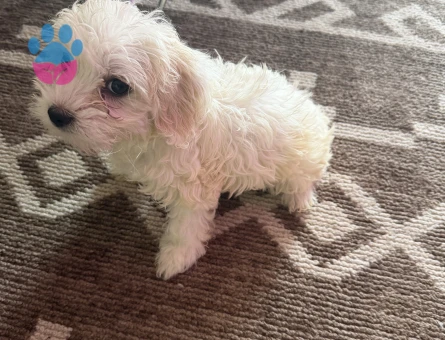 Maltipoo Evcil köpeğimi satıyorum