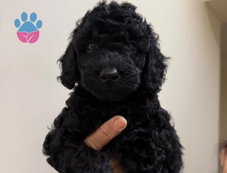 Toy Poodle Yavrular