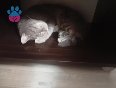 British Shorthair Yavru Kedi Yuva Arıyor