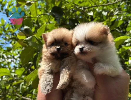 Pomerian boo yavrularım sağlı ve ırk garantilidir
