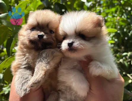 Pomerian boo yavrularım sağlı ve ırk garantilidir