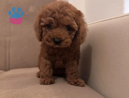 toy poodle yavrularım sağlı ve ırk garantilidir - 5848