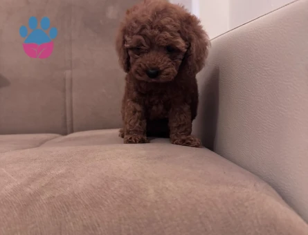 toy poodle yavrularım sağlı ve ırk garantilidir