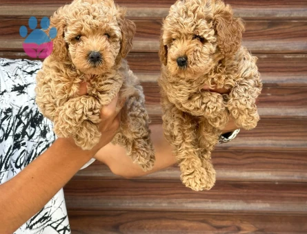 toy poodle yavrularım sağlı ve ırk garantilidir