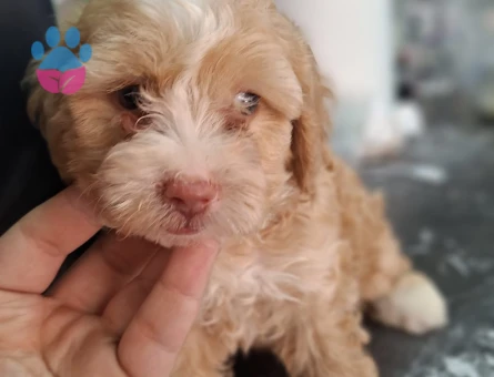 maltipoo yavrularım sağlık ve ırk garantilidir