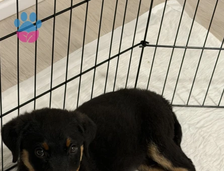Yavru rottweiler