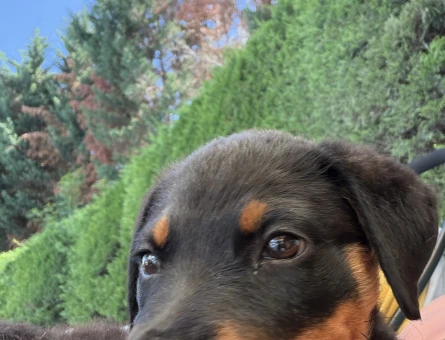 Yavru rottweiler - 5863