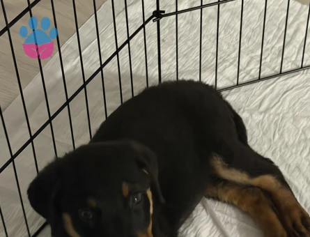Yavru rottweiler