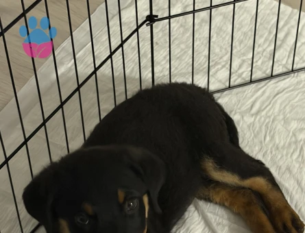 Yavru rottweiler