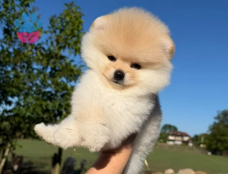 Yavru Pomeranian Boolarımız